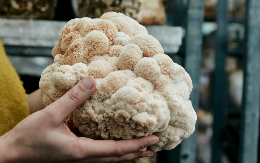Outsmarting Memory Loss with Lion's Mane Mushroom